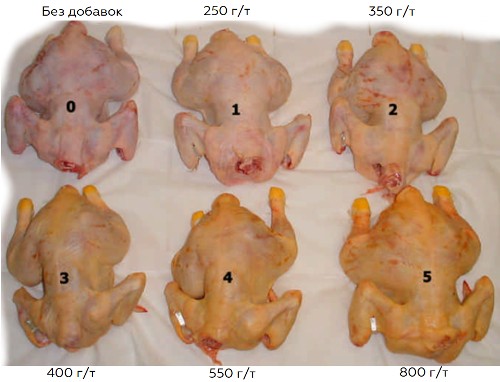 Пигментация тушек бройлеров