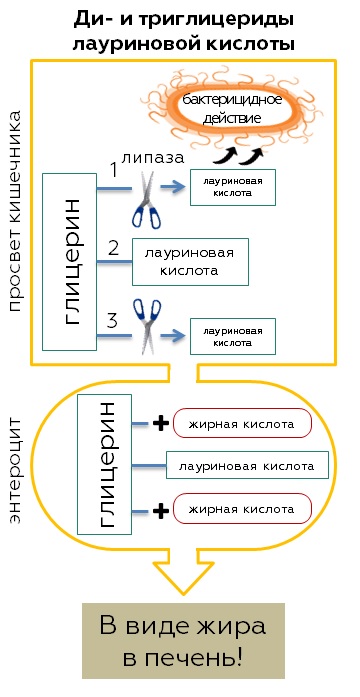 ди и триглицериды