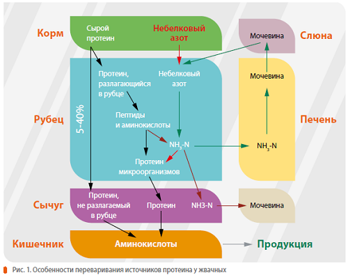 Защищенная мочевина в кормах для коров